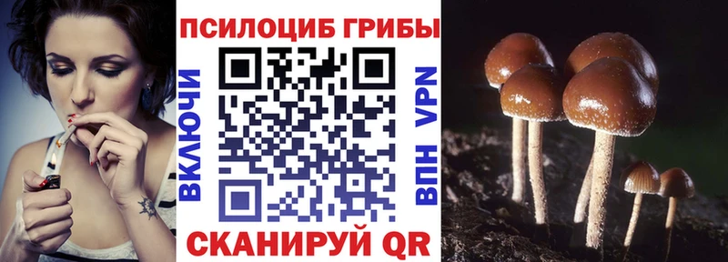дарк нет какой сайт  Ермолино  Галлюциногенные грибы Psilocybine cubensis 